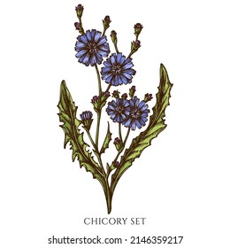 Tea herbs hand drawn vector illustrations collection. Colored chicory.
