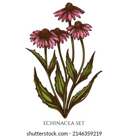 Tea herbs hand drawn vector illustrations collection. Colored echinacea.