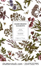 Tea herbs pattern card design. Hand drawn chamomile, chicory, cinnamon rose, etc.