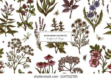 Tea herbs seamless pattern background design. Engraved style. Hand drawn chamomile, chicory, cinnamon rose, etc.