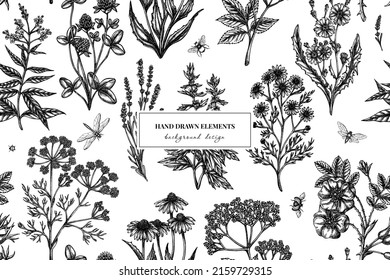 Tea herbs seamless pattern background design. Engraved style. Hand drawn chamomile, chicory, cinnamon rose, etc.