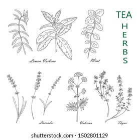 Tea herbs set isolated on white background. Vintage design sketched vector illustration. Line art style.