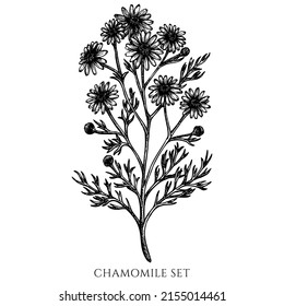 Colección de ilustraciones vectoriales vintage de hierbas de té. Chamomile blanco y negro.