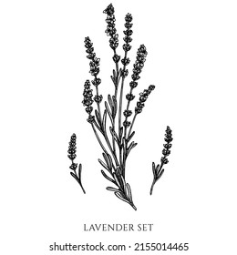 Tea herbs vintage vector illustrations collection. Black and white lavender.
