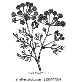 Tea herbs vintage vector illustrations collection. Black and white caraway.