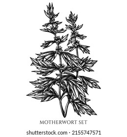 Tea herbs vintage vector illustrations collection. Black and white motherwort.