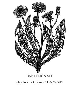 Colección de ilustraciones vectoriales vintage de hierbas de té. León blanco y negro.
