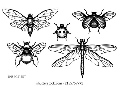 Tea herbs vintage vector illustrations collection. Black and white insect.