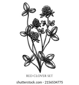 Tea herbs vintage vector illustrations collection. Black and white red clover.