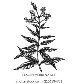 Tea herbs vintage vector illustrations collection. Black and white lemon verbena.