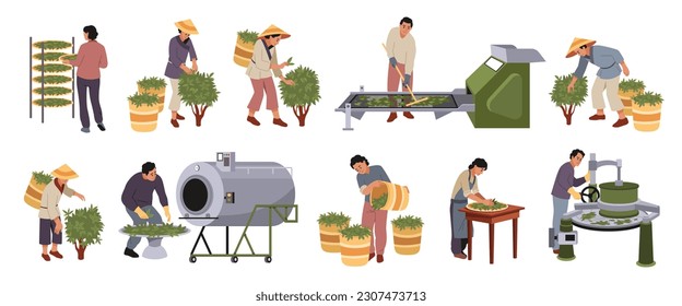 Tea industry. Gardening, agriculture production, drink raw materials growing and collecting process, people on plantation, air drying, rolling and fermentation in equipment, vector set