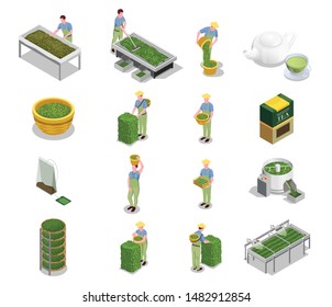 Tea industry production isometric icons set with harvesting leaves withering drying grading fermenting rolling brewing vector illustration 