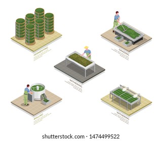 Tea industry production process 5 isometric infographic elements set with withering rolling oxidizing fermentation isolated vector illustration 