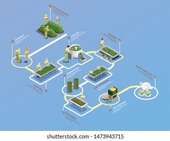 Tea industry production process isometric flowchart with plantation harvesting sorting rolling grading withering packing brewing vector illustration   