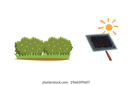 Conjunto de producción de la industria del té, recogida y secado de la ilustración del vector del té