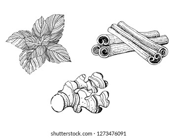 tea ingredients: ginger, mint, cinnamon. spice drawing. hand drawn vector illustration.