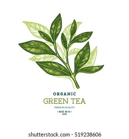 Tea leaf design template. Engraved leaf logotype. Vector illustration