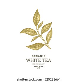 Tea leaf design template. Engraved leaf logotype. Vector illustration