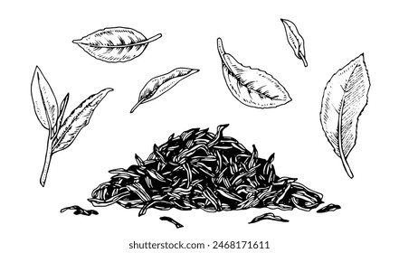 Tea Leaf and Dry pile Vector outline illustration. Hand drawn graphic clipart of three green leaves. Food black line art. Linear drawing on isolated white background. Sprout plant sketch