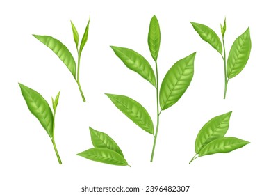 Tea leaf. Green matcha leaves, mint plant bud and branch, fresh and healthy beverage, botanical twig and foliage. Organic products. Morning herbal drink. Realistic isolated floral elements. Vector set