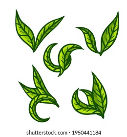 Tea leaf. Green plant. Set of hand-drawn natural elements. Cartoon illustration