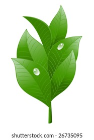 Tea leaf on white background. Vector-Illustration