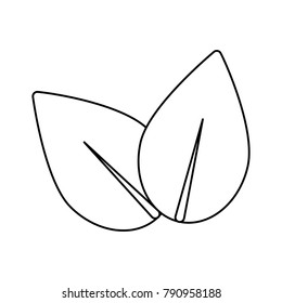 Tea leaf plant