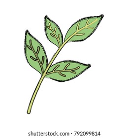 Tea leaf plant