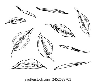 Tea Leaf vector Set. Black line art drawing of tree foliage. Outline illustration of medicinal plant. Hand drawn doodle clipart. Linear sketch on isolated white background.