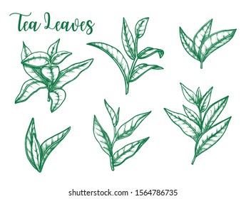 Tea leaf vector sketch, botanical herb illustration for tea and teabags package design elements. Green or black tea leaves on stems, isolated on white background