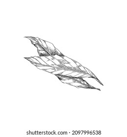 Tea leaf vintage vector sketch. Hand drawn antique illustration of herb or sprout, for tea package design or cosmetic label. Black and white leaves isolated on white background.
