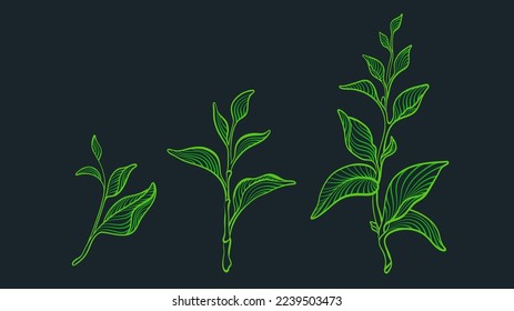 Tea leaves, art set. Graphic green plant on black background. Artdeco nature illustration