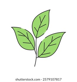 Tea Leaves Doodle Illustration, A small branch with fresh green tea leaves.