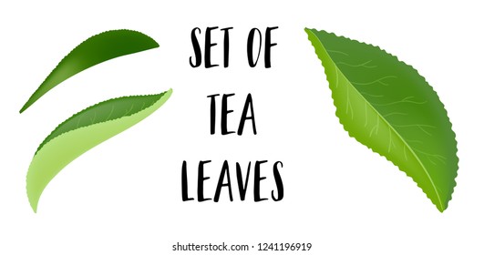Tea leaves with drops isolated on a white background. Collection. Full depth of field.