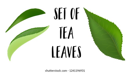 Tea leaves with drops isolated on a white background. Collection. Full depth of field.