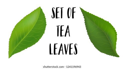 Tea leaves with drops isolated on a white background. Collection. Full depth of field.