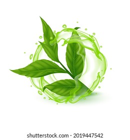 El té deja verde fresco con salpicaduras de agua. Ceilán indio o hoja de té verde china con tallo. Aislado sobre fondo blanco. Ilustración del vector 3D realista EPS10