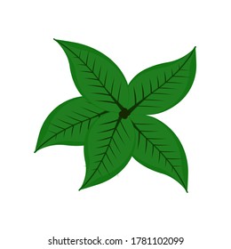 tea leaves, green plant vector design isolated white 