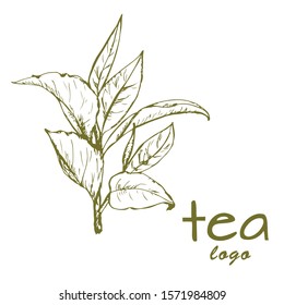 tea leaves logo, hand-drawn leaves and branches of tea, sketch