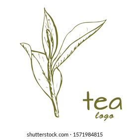 tea leaves logo, hand-drawn leaves and branches of tea, sketch