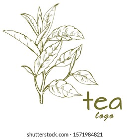 tea leaves logo, hand-drawn leaves and branches of tea, sketch