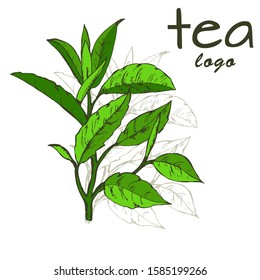 tea leaves logo, hand-drawn leaves and branches of tea, sketch