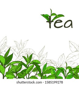 Logo de hojas de té, hojas y ramas de té dibujadas a mano, boceto