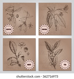 Tea leaves, Mate shrub, yerba mate, flowering branch, Berries, leaves, shoots and grains of coffee, Cacao tree or cocoa tree, leaves, fruit and branch vintage engraving on cardboard.