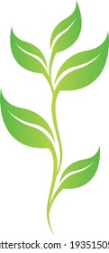 tea leaves natural vector art 