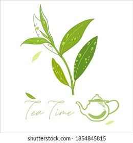 
Tea leaves on a branch with raindrops. Chinese green tea. Vector handmade illustration.