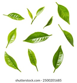 Tea Leaves on a White Transparent Background PNG