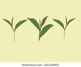 
tea leaves pattern background. green leaves vector pattern background. Green tea leaf seamless pattern. seamless patterns with green leaves of tea.