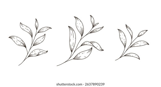 Tea leaves. Set of branches with leaves. Contour vector illustration. Decoratie twig.