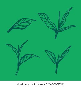 tea leaves sketch hand drawn
